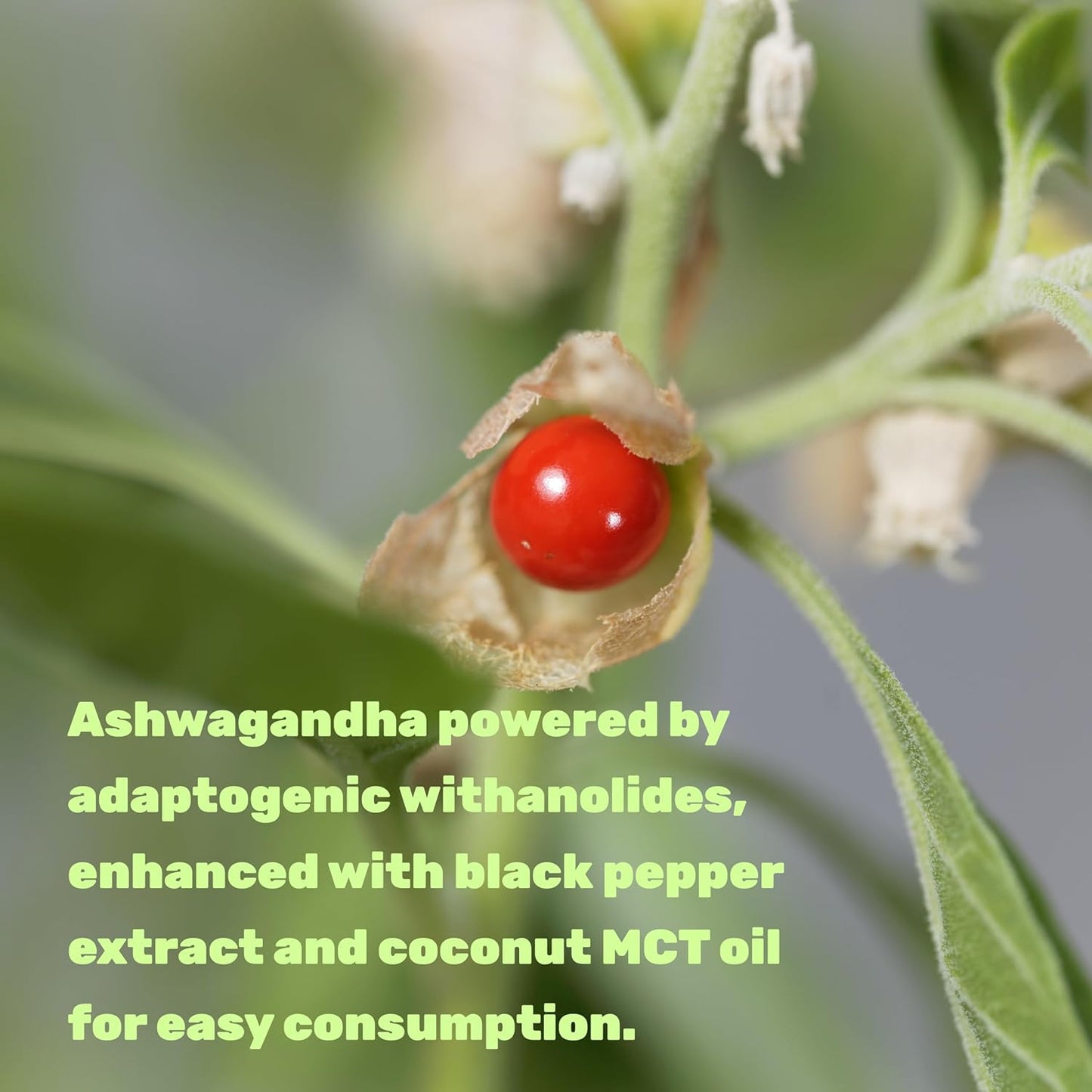 Ashwagandha con MCT Oil (Altamente Biodisponible) - Deal Supplement