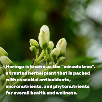 Moringa 600mg - Deal Supplement